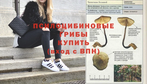 СК Вязьма